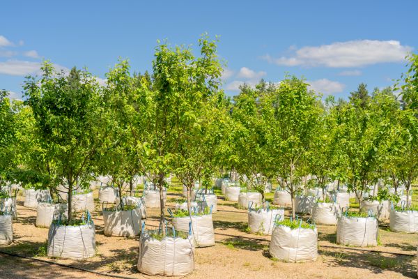 Tree Planting Service in Doylestown