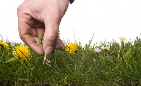 Lawn Weeding in Doylestown