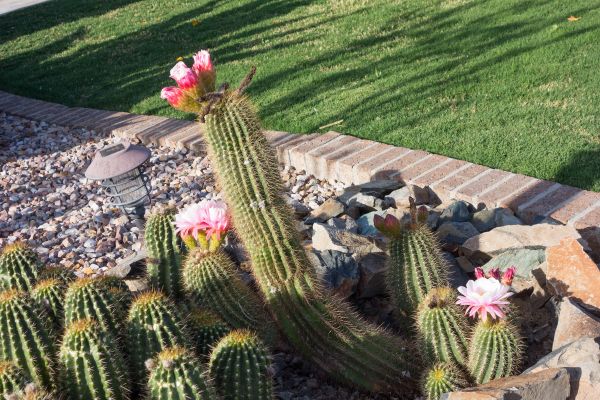 Desert Landscaping in Doylestown