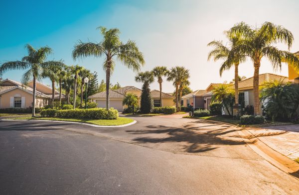 Palm Tree Landscaping in Doylestown