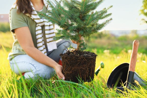 Spruce Tree Planting in Doylestown