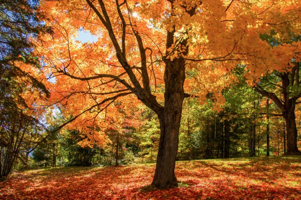 Maple Tree Planting in Doylestown