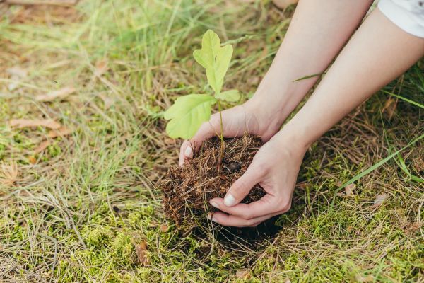Oak Tree Planting in Doylestown