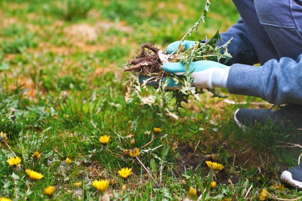 Flower Bed Clearing in Doylestown