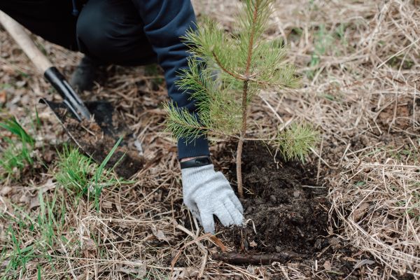 Pine Tree Planting in Doylestown
