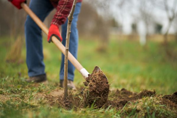Trees Planting in Doylestown