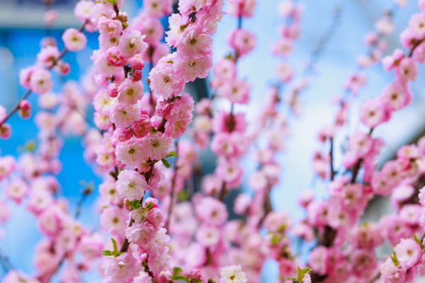 Japanese Cherry Tree Planting in Doylestown