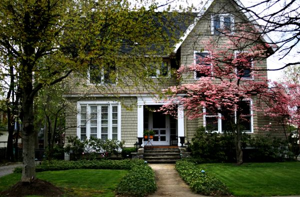 Ornamental Tree Planting in Doylestown