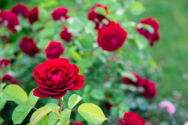 Rose Planting in Doylestown