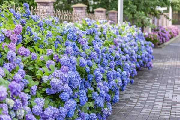 Hydrangea Landscaping in Doylestown