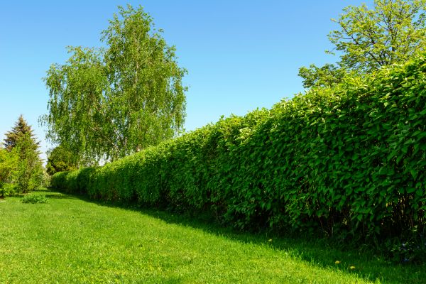 Hedge Replacement in Doylestown