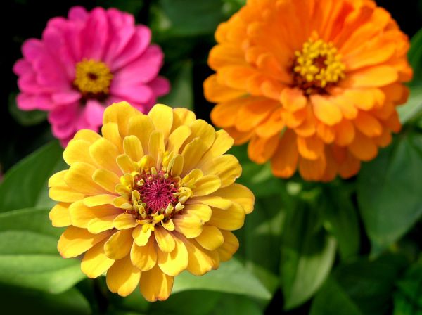 Zinnia Planting in Doylestown