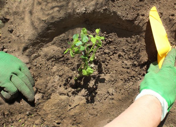 Rose Bush Planting in Doylestown