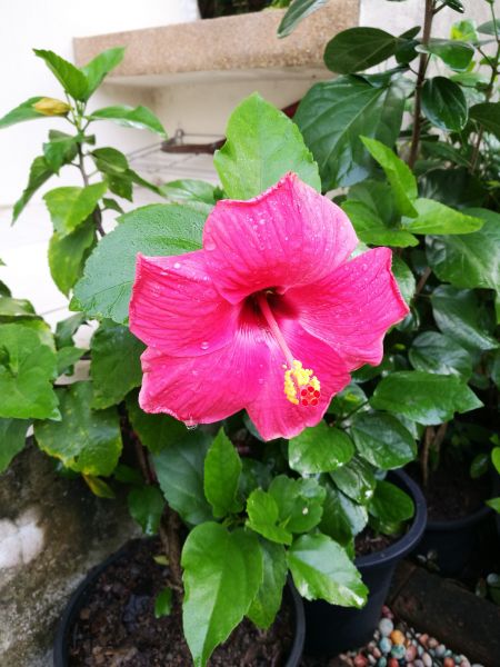 Hibiscus Planting in Doylestown