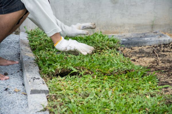 Ground Cover Planting in Doylestown
