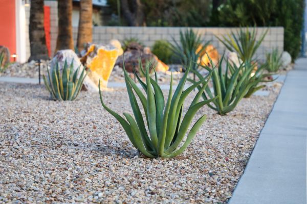 Drought Resistant Landscaping in Doylestown