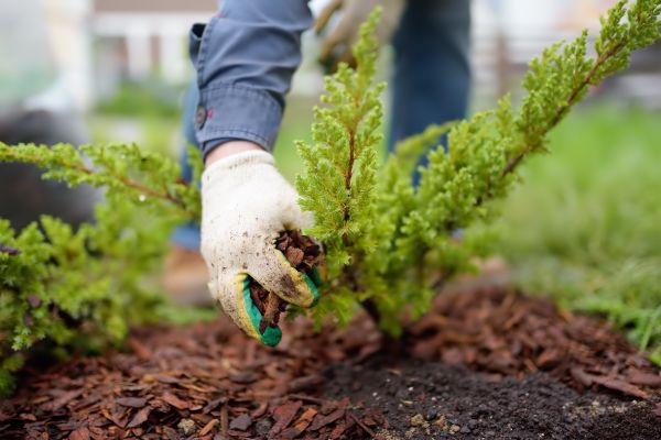 Church Mulching in Doylestown