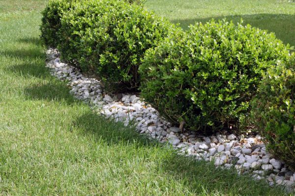 Boxwood Planting in Doylestown