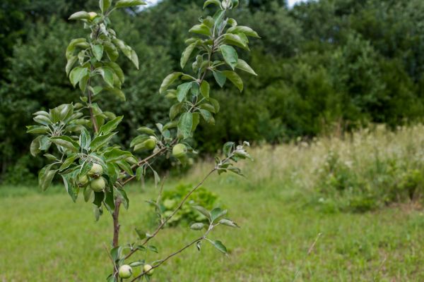 Apple Tree Planting in Doylestown