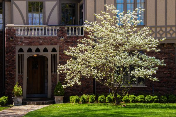 Dogwood Tree Planting in Doylestown